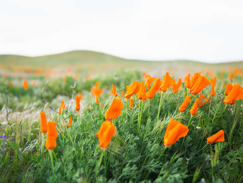California poppies 2