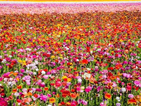Flower fields