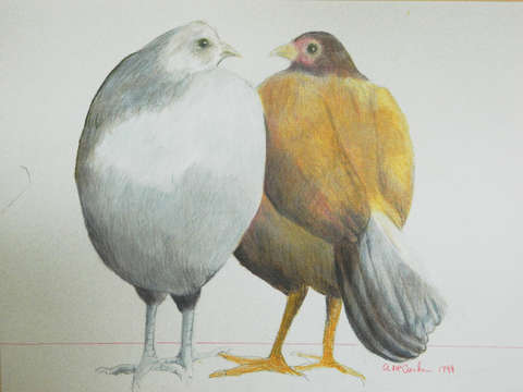 Chicken talk