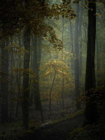 Tree on path
