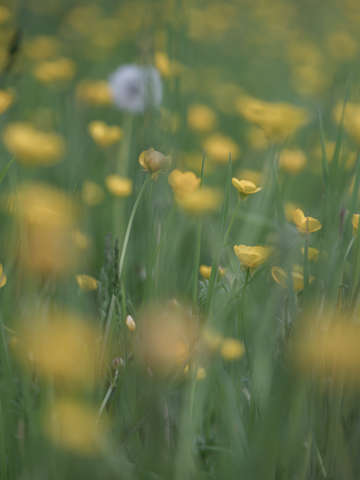 Buttercups
