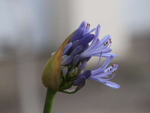 Hello lily
