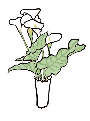 Lilies 4