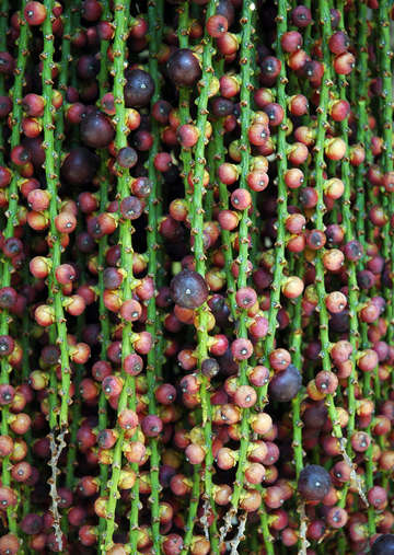 Palm beans