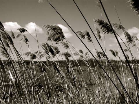 Fields