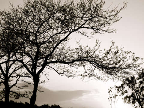 Trees