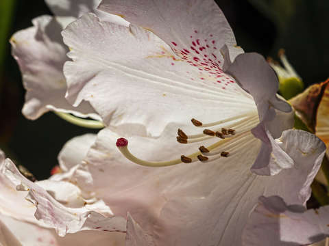Spring flowers 10
