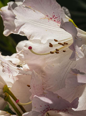 Spring flowers 11