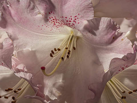 Spring flowers 12