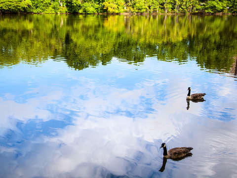 Two geese on olmsted pond