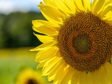 Sunflowers 22
