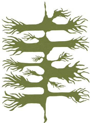 Wild root