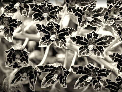 Orchids 7