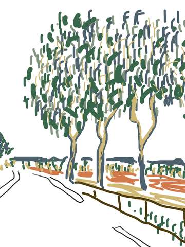 Tall trees