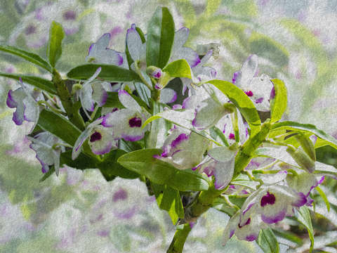Orchid spray digital watercolor