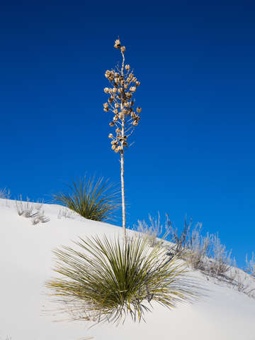 Yucca in white sands