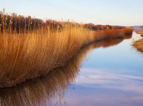 Bosque del apache reflections