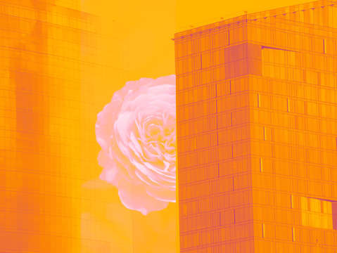 A flower for you
