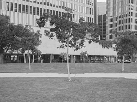 Trees along sidewalk downtown san francisco ca