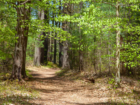 Franklin park forest view