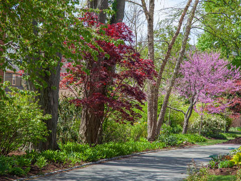Flowering tree jamaica plain