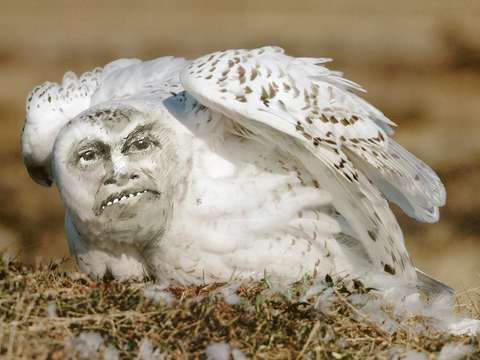 The owling of father