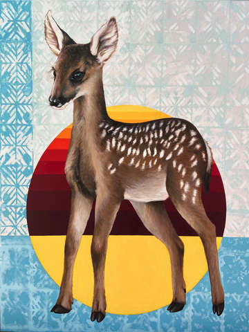 Odocoileus hemionus