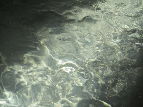Water 1541