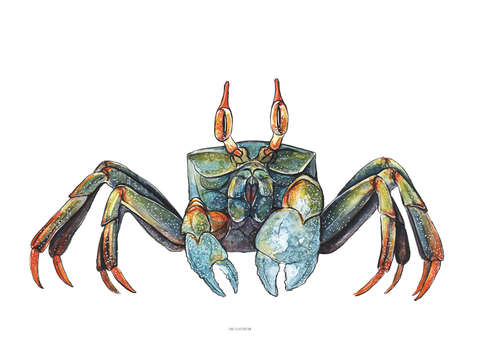 Colorful ghost crab