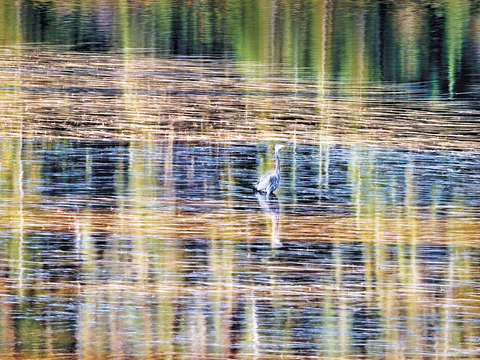 Heron pond abstract