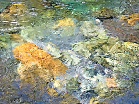 Ohanapecosh river abstract 5