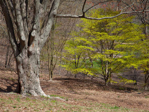 Budding tree shows fresh leaves