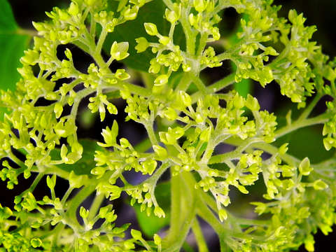 Capital green
