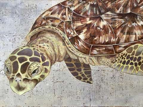 Green sea turtle 3