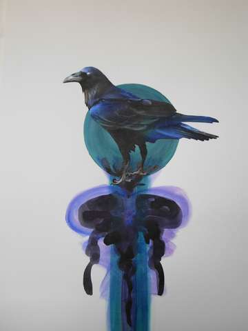 Corvus croax 2