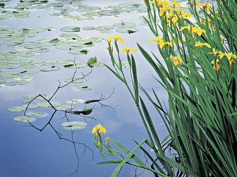 Iris and lily pads design