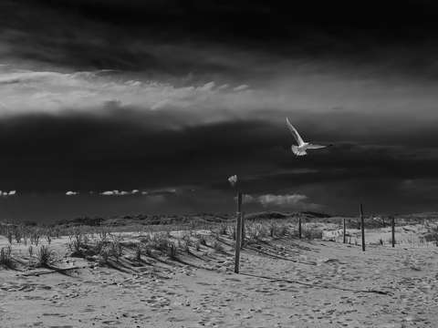 Taking flight 5