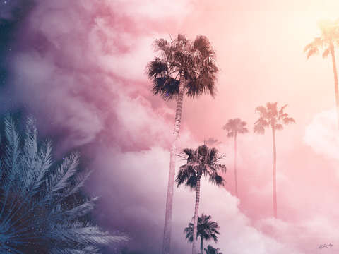 Sky meet palms