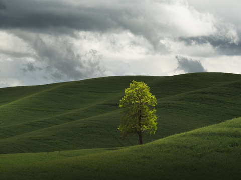 Lone tree 6
