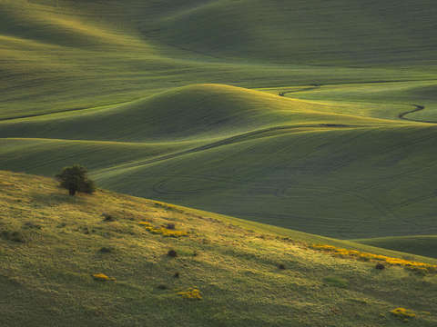 Lone tree sunrise
