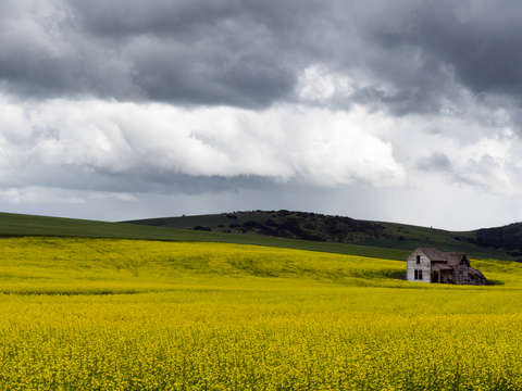 Canola