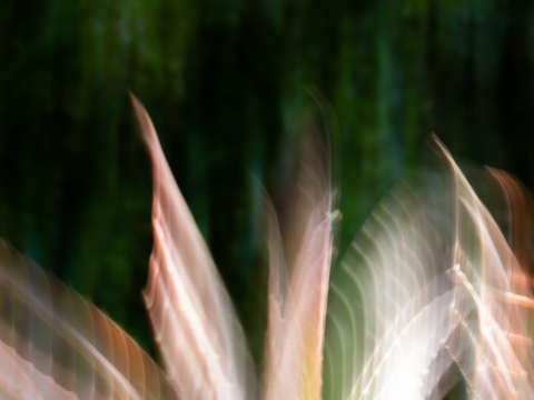 Bird wings