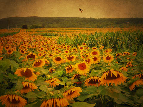 Sunflower flip