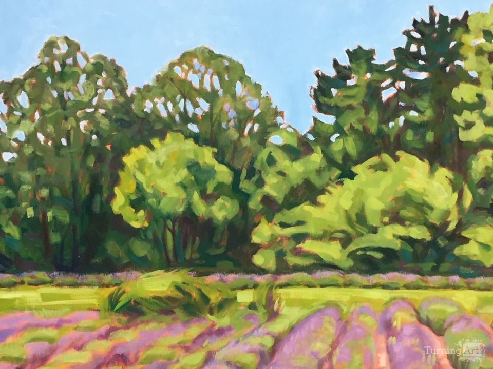 Lavender farm
