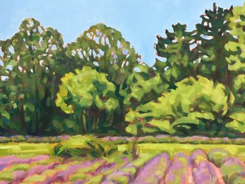 Lavender farm