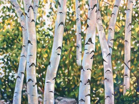 Woodland birches