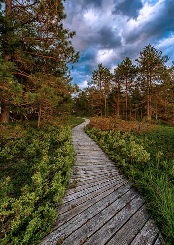 Barrier beach boardwalk
