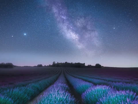 Milky way over lavender fields