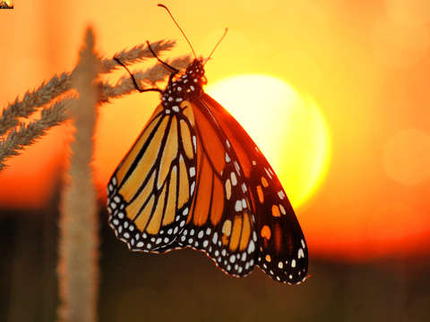 Monarch sun