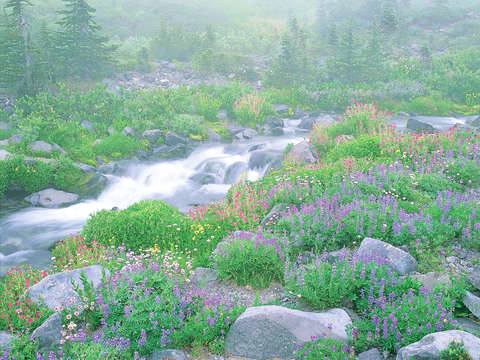 Alpine meadow and creek